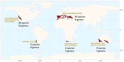 A Neogene Heritage: Conifer Distributions and Endemism in Mediterranean-Climate Ecosystems